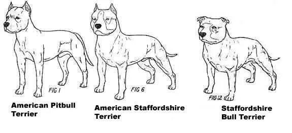 Сбежать от питбуля и булочки читать полностью. Американский питбультерьер и стаффордширский терьер отличия. Стаффордширский терьер и американский питбультерьер разница. Американский стаффордширский терьер 2 типа. Стафф амстафф питбуль разница.