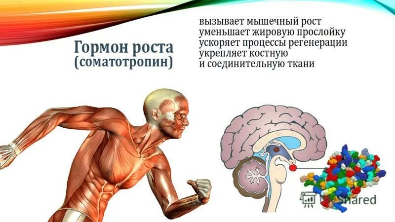 Гормон роста в длину. Гормон роста. орган вырабатывающий гормон роста. гормон роста презентация. соматотропин гормон.