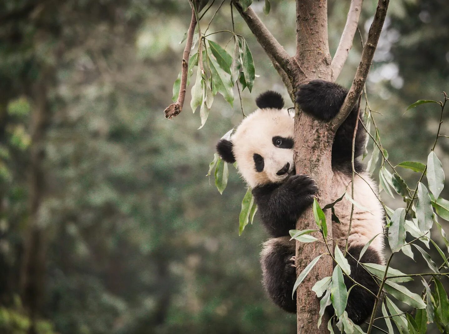 Где живет панда на каком. Большая Панда (Ailuropoda melanoleuca).. Панда жует бамбук. Китай Панда бамбук. Бамбуковый лес Китай и Панда.