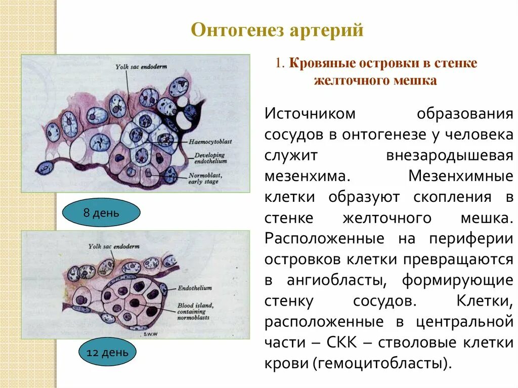 Клетка онтогенез. Кровяной островок в желточном мешке. Развитие артерий в онтогенезе. Формирование кровяных островков. Мезенхима в онтогенезе.