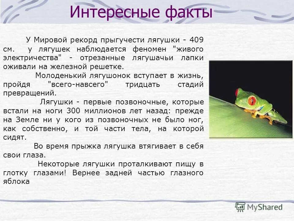 факты о лягушках. необычные факты о земноводных. интересные сообщения о лягушках. интересные факты о земноводных. интересная информация о лягушках.