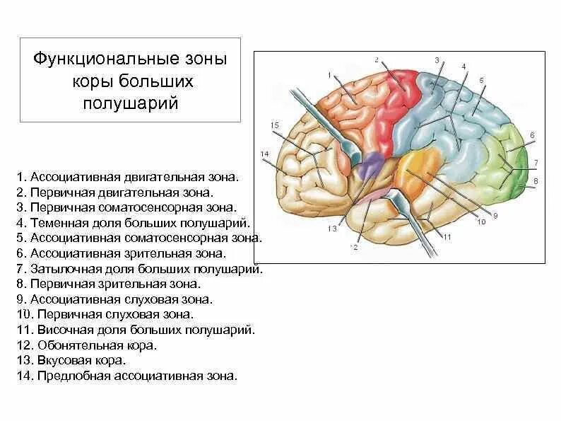 Функциональные зоны коры больших полушарий. Функциональные зоны коры больших полушарий