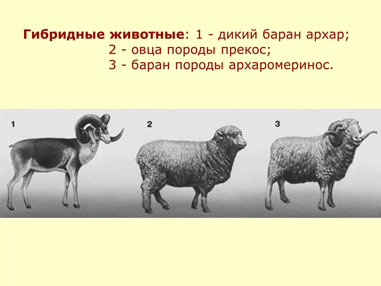 Казахский архаромеринос порода овец. Архаромеринос порода. Дикий баран Архар селекция. Селекция животных.