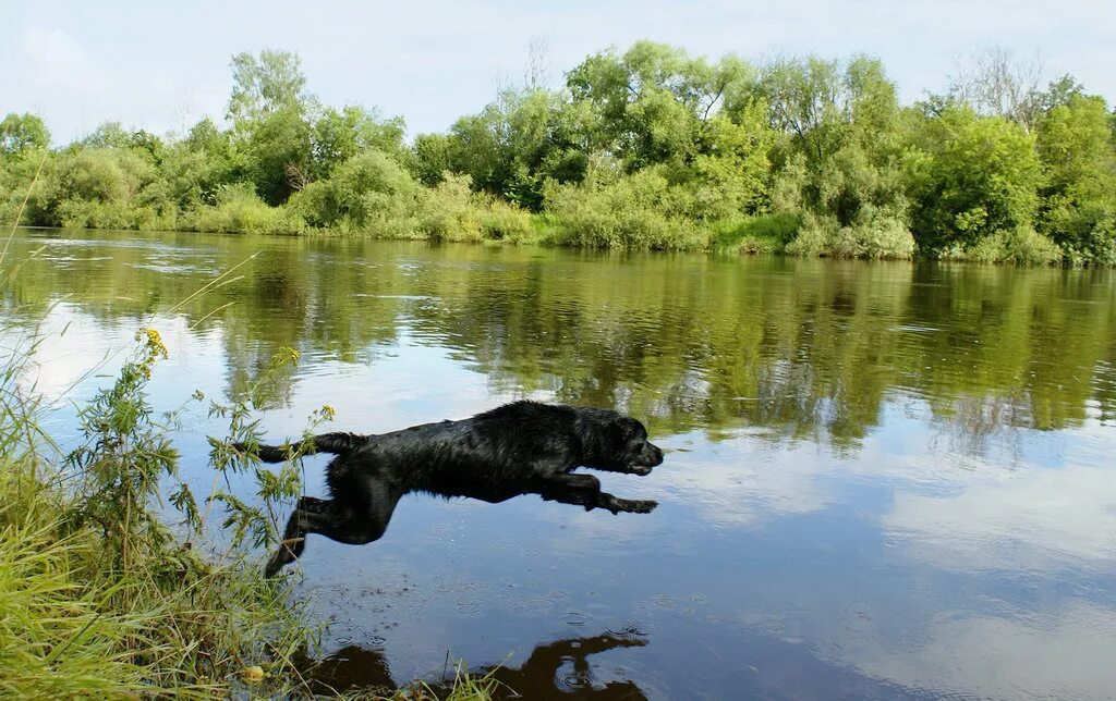 растения и животные реки в реке клязьма. пляж в акатьево коломна. растения и животные реки яхрома. животные реки клязьмы. животные реки клязьмы.
