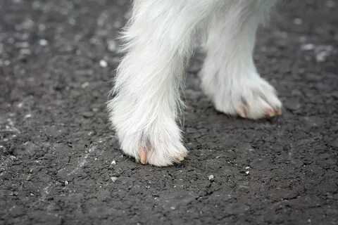 Foot dogs