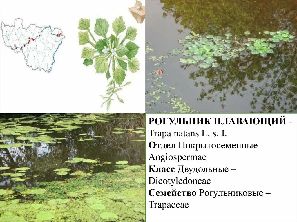 Обитания покрытосеменных. Водные Покрытосеменные растения. Водные растения в водной среде. Покрытосеменные в водной среде. Среда обитания покрытосеменных.