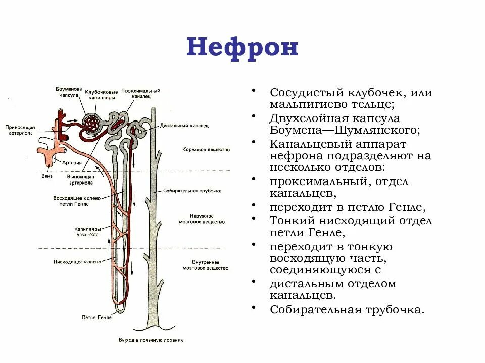 Как устроен нефрон. Микроскопическое строение почки нефрон. функции канальцевого аппарата нефрона почек. проксимальный отдел петли генле. работа почечного нефрона.