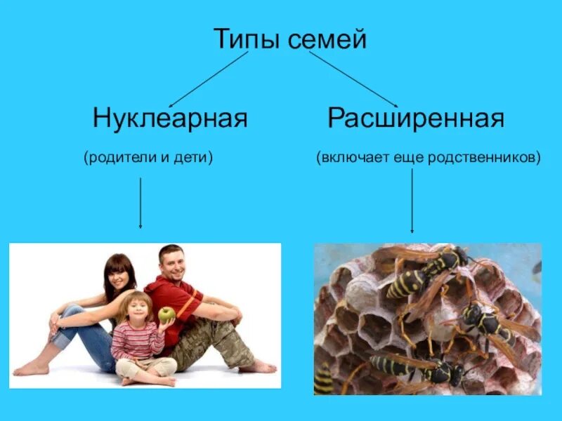 Типы семей нуклеарная расширенная