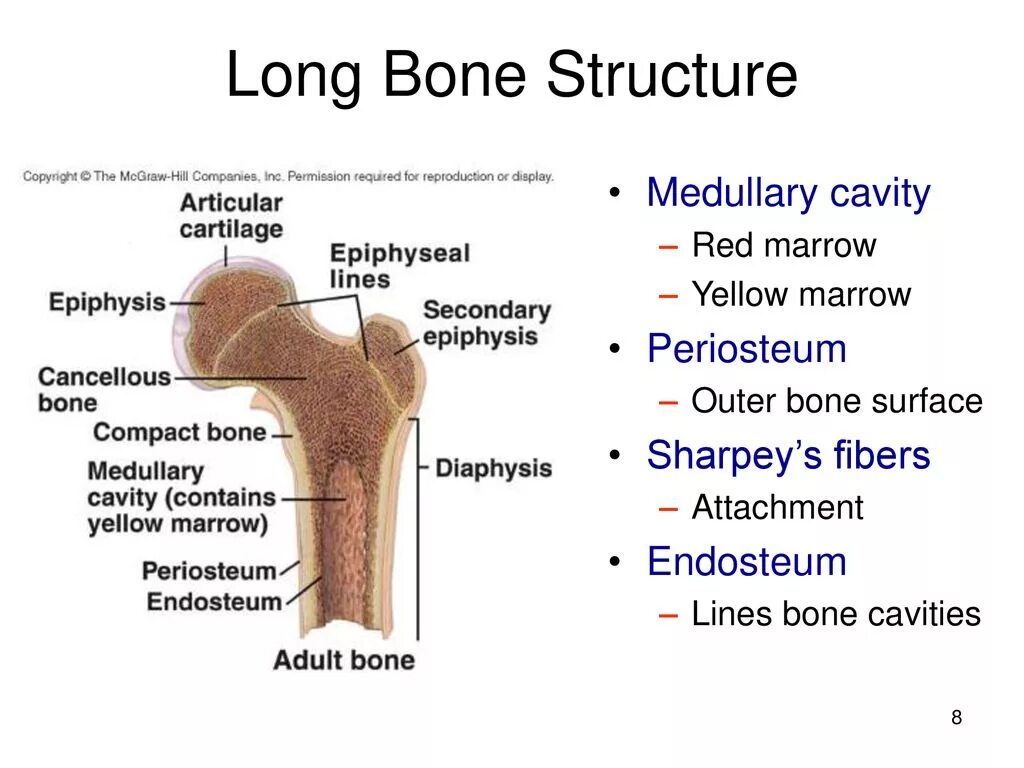 Day bones. Bone structure. Periosteum. Structure of long Bone..