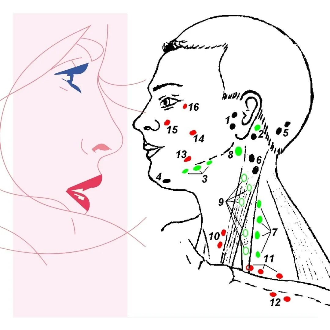 Есть ли лимфоузлы. Заушные лимфоузлы расположение схема. Лимфоузлы на лице расположение лимфоузлы на лице расположение. Задние ушные лимфоузлы расположение схема. Лимфатические узлы на лице и шее схема.