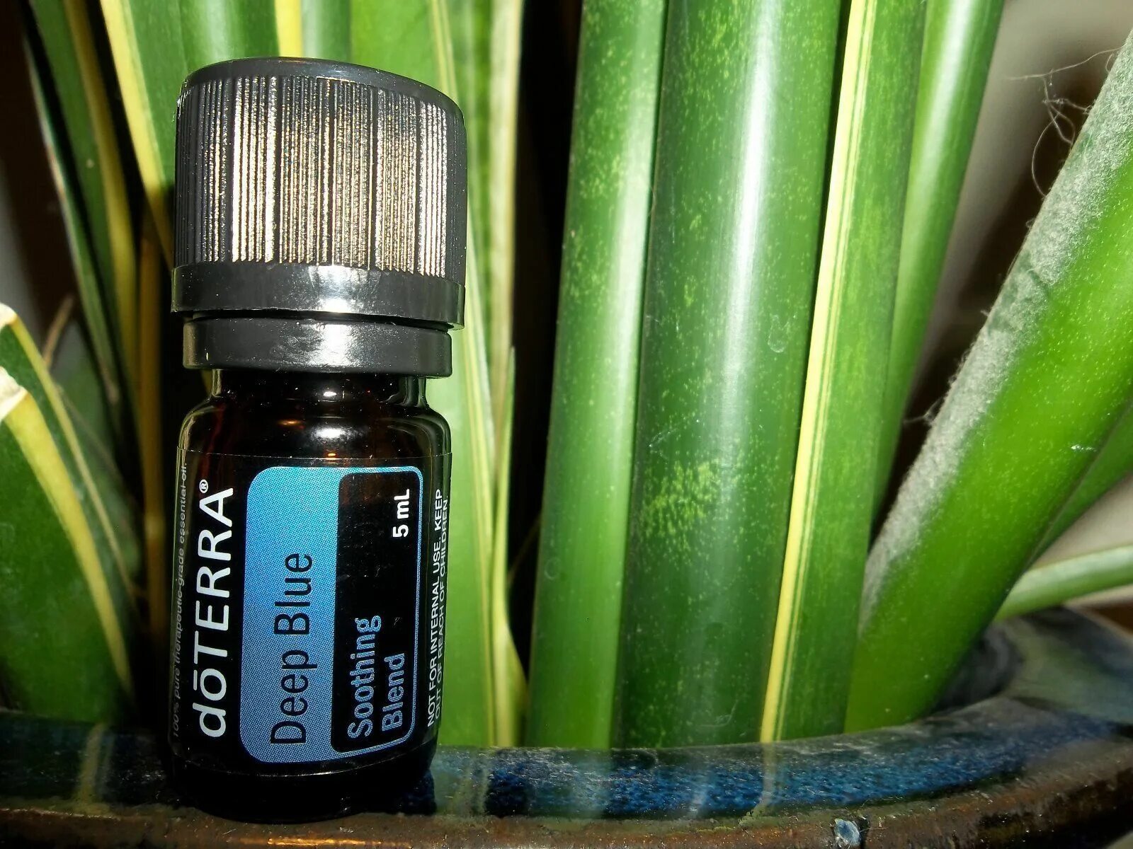 Deep blue масло. Doterra deep blue масло. дип блю, 5 мл deep blue, 5 ml дотерра. dо̄terra deep blue. soothing blend doterra.