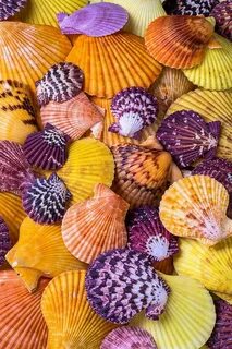 Разноцветные ракушки