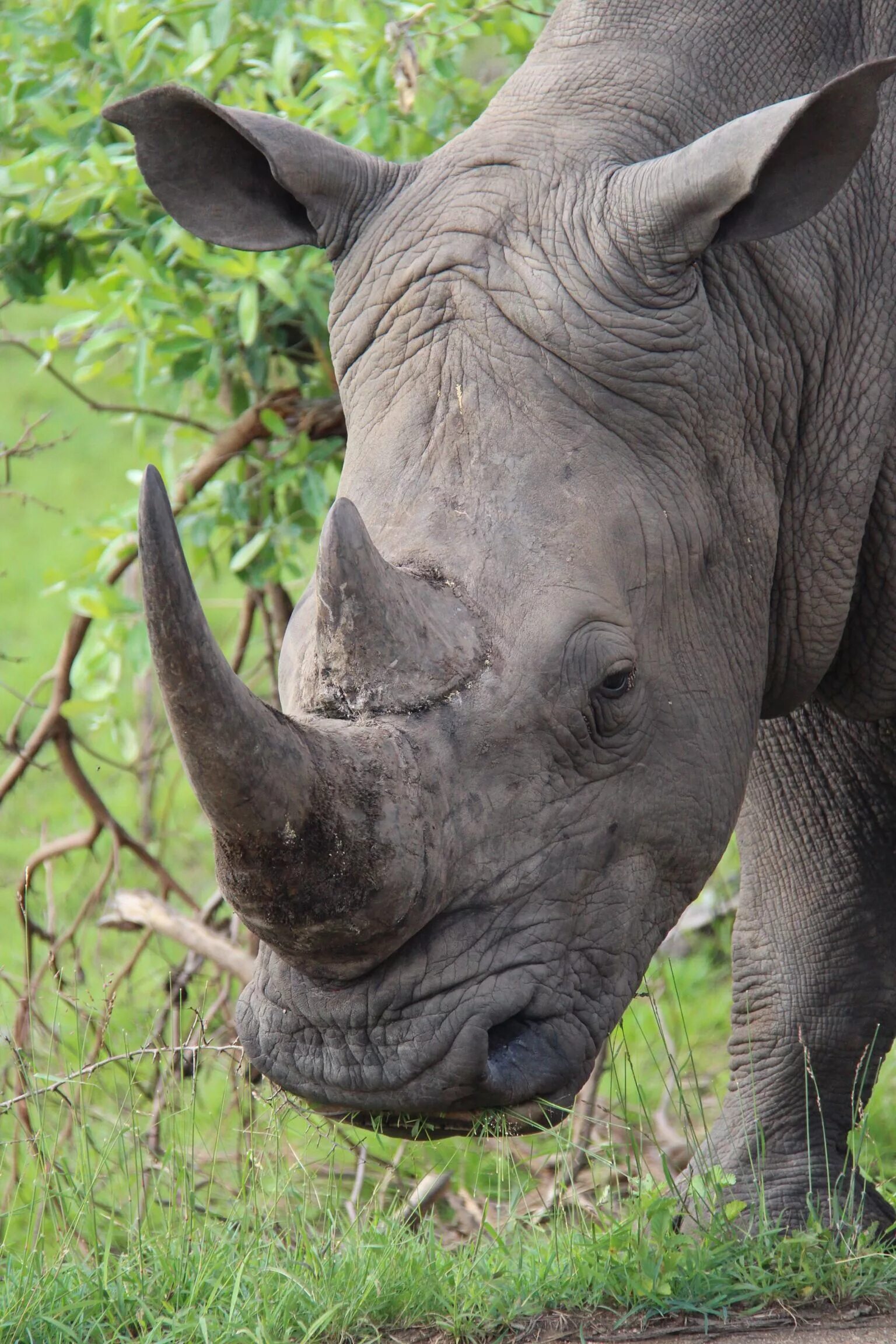 Африканский носорог. Австралийский носорог. Rhino носорог. Нос носорога.