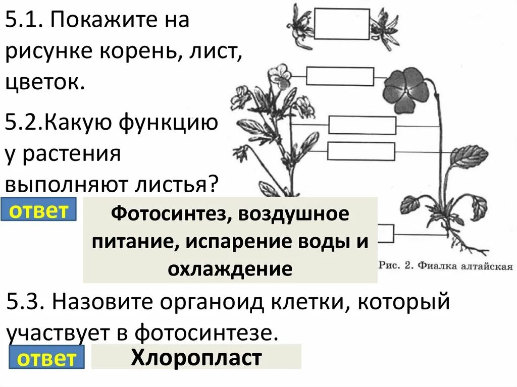 Какую работу выполняет корень лист цветок. Фотосинтез ВПР 6 класс по биологии. Задачи биологии 5 класс. ВПР по биологии строение цветка. Каково значение растений в природе впр биология