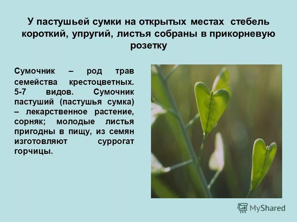 Пастушья сумка какое прилагательное. Пастушья сумка какое прилагательное. Пастушья сумка гф. Трава весной какая прилагательные. Пастушья сумка какое прилагательное.