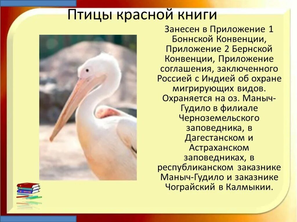 Название птиц занесенных в красную книгу. Птицы из красной книги. птицы красной книги россии. редкие птицы которые занесены в красную книгу. птицы занесенные в красную книгу казахстана.
