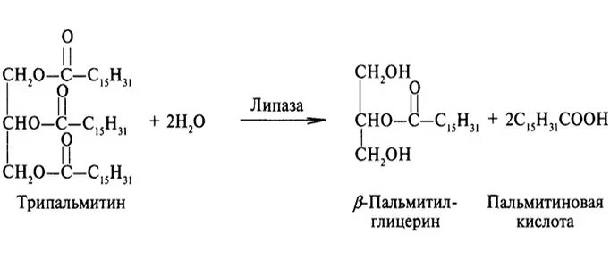 Гидролиз трипальмитата. Щелочной гидролиз трипальмитина. Реакция ферментативного гидролиза трипальмитина. Кислотный гидролиз трипальмитина. Пальмитиновая кислота и глицерин Синтез жиров.