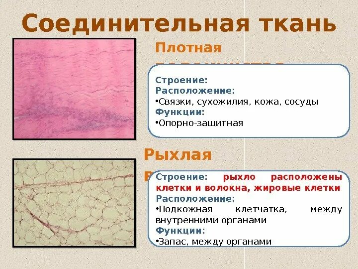 Куда плотный. Плотная и рыхлая волокнистая соединительная ткань. Рыхлая соединительная ткань функции. Рыхлая соединительная ткань функции и расположение. Плотная волокнистая соединительная ткань функции.