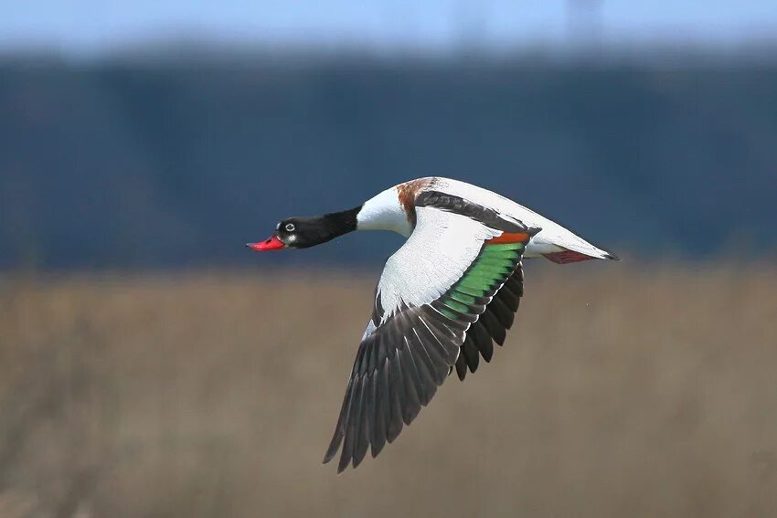 параглайдинг (полёт с парапланом). паралёт. гора клементьева парапланеризм 2022. дельтаплан "glider". полет на параплане.