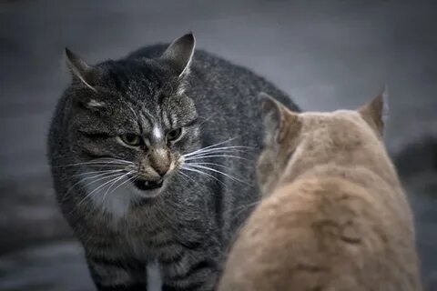 Кошка ругается
