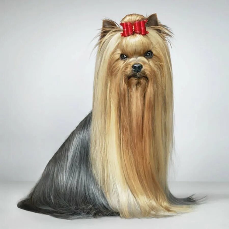 Йоркширский терьер с длинной шерстью. Собачки йоркширский терьер. Йоркширский терьер стандарт. Кончики собачки. Кончики собачки.