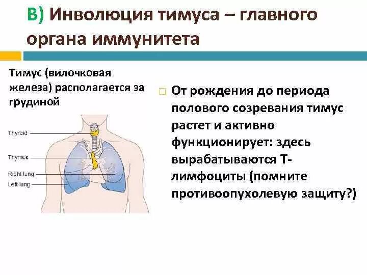Тимус регулирует. Тимус вилочковая железа. резидуальная вилочковая железа. инволютивная ткань вилочковой железы что это.