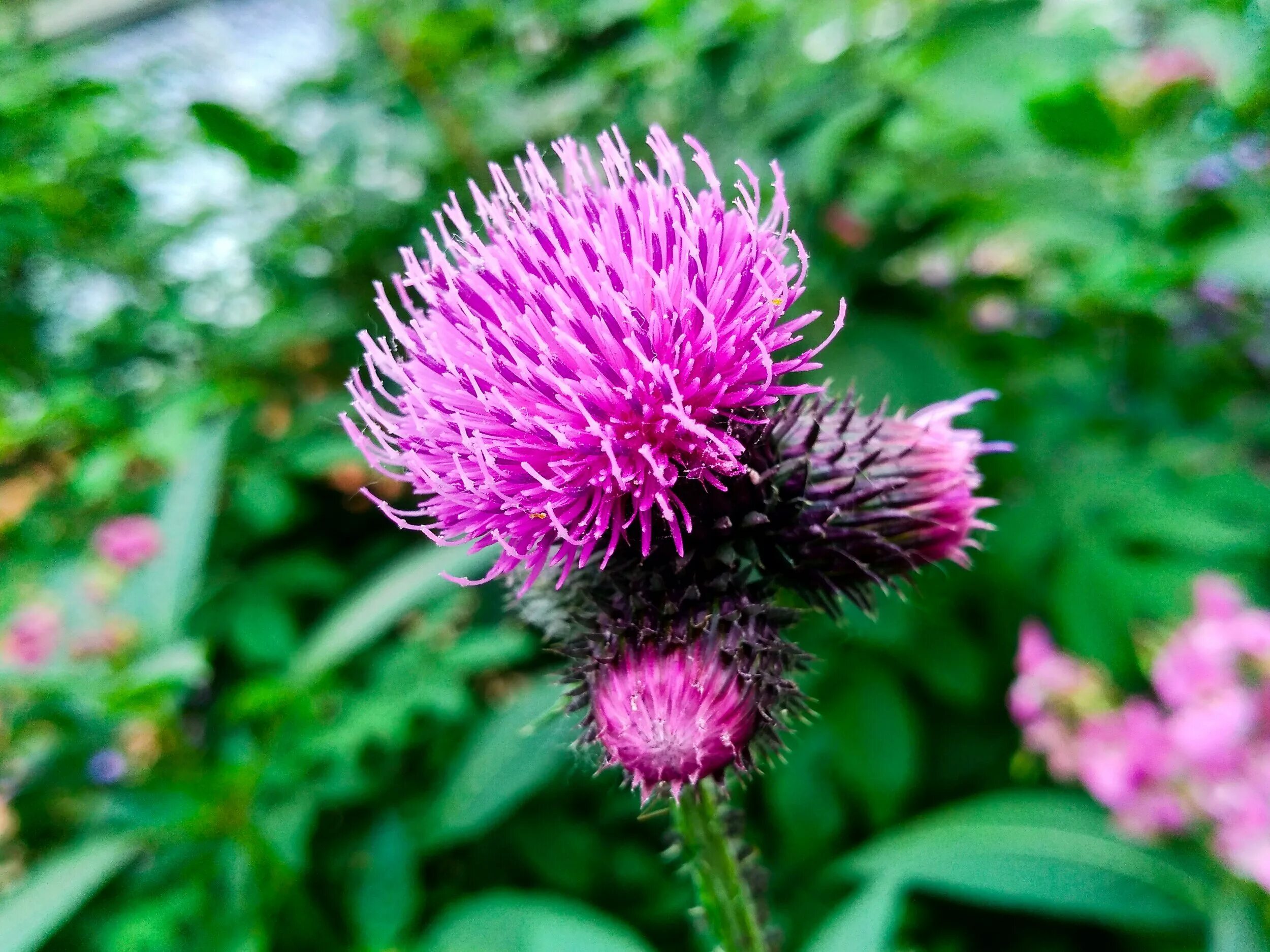 Как выглядит репейник. Лук репей. dulavratotu. burdock-burdock. дикий репейник.