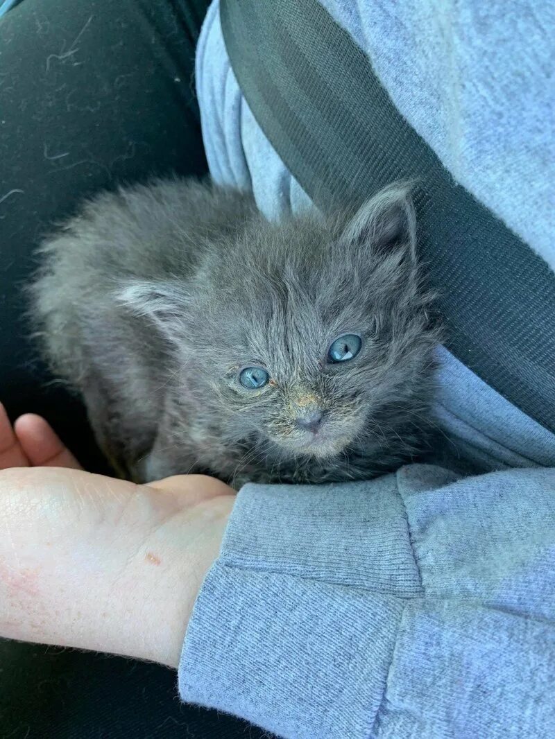 Слаб кошки. Слаб кошки. Слабая кошка. Слабый котенок. Вялая кошка.