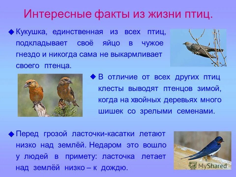 информация о жирафе. интересная информация о москве. москва река описание. задания по окружающему миру. урок путешествие.