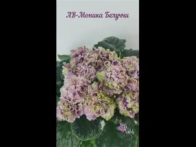 Укорененный лист фиалки АВ-Богема Укорененные листовые черенки фиалок. Декоратив