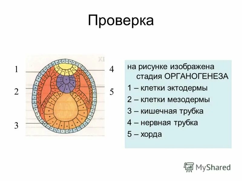 Следующее строение. Зародышевые листки эктодерма энтодерма мезодерма. Эктодерма мезодерма энтодерма структура клетки. Эндодерма ризодерма рисунки. Мезодерма эктодерма энтодерма эмбрион.