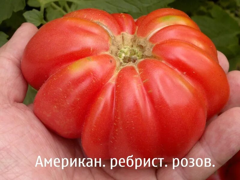 Американский ребристый томат семена. Томат пузата хата. Американский ребристый описание. Томат американский ребристый красный. Американский ребристый описание.