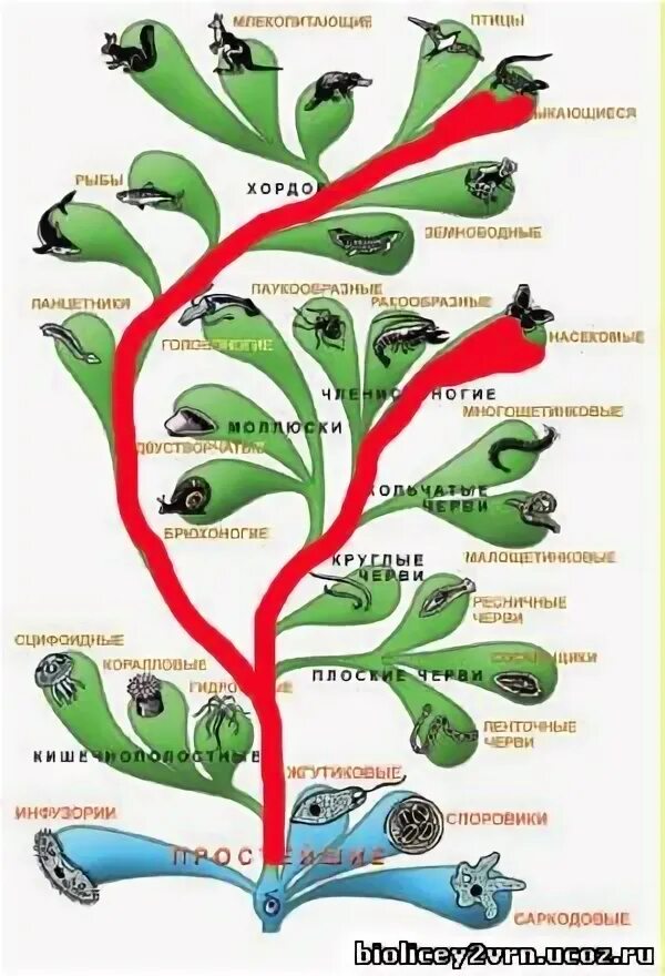Как располагаются группы животных на родословном древе. Эволюционное Древо царства животных. Эволюционное дерево. Древо развития животных.