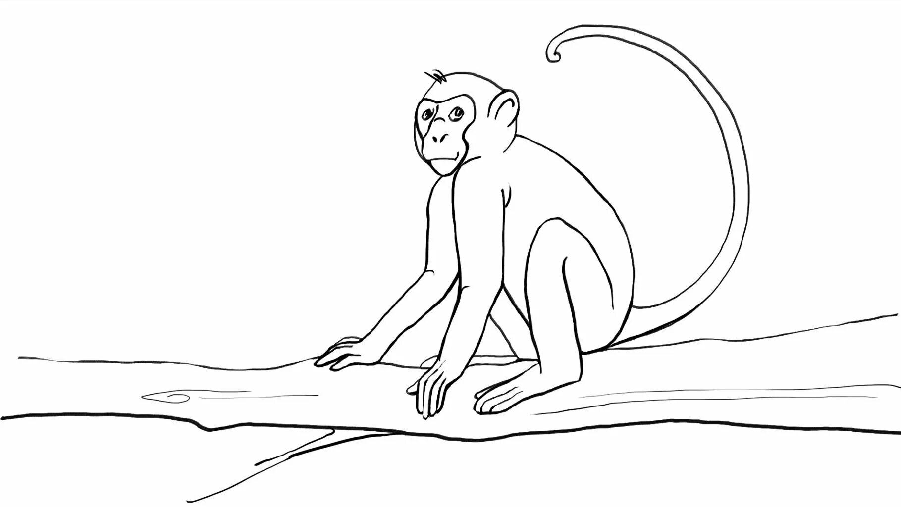 Рисунок обезьяны карандашом. Обезьяна рисунок карандашом. Рисунок обезьяны карандашом для срисовки. Рисунки обезьянки для срисовки. Обезьяна раскраска.