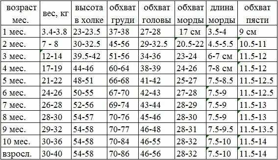 17 лет сколько месяцев. Вес лабрадора в 2.5 месяца щенка. Норма веса щенка лабрадора в 5 месяцев. Рост и вес щенка лабрадора. Лабрадор ретривер вес и рост щенка.