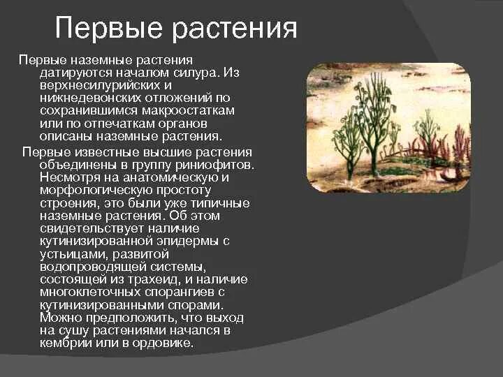 Сухих 5 класс. Псилофиты растения. Первые растения. Первые наземные растения. Первые растения на суше.