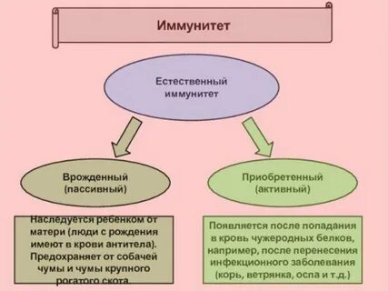 Активный пассивный врожденный