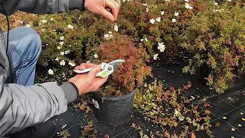 Когда обрезать лапчатку кустарниковую. Когда обрезать лапчатку кустарниковую