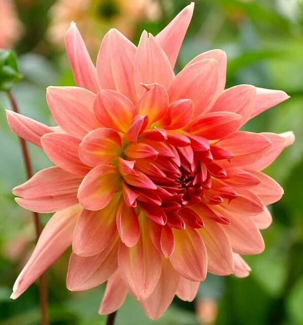 Dahlia Arabian Night - Decorative Woolmans Flower Bulbs Bulb flowers, Beautiful 