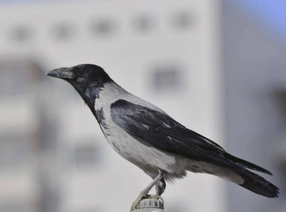 Серая ворона – Corvus cornix. Се́рая воро́на Corvus cornix. Серая ворона сбоку. Серая ворона систематика. Видеть серую ворону