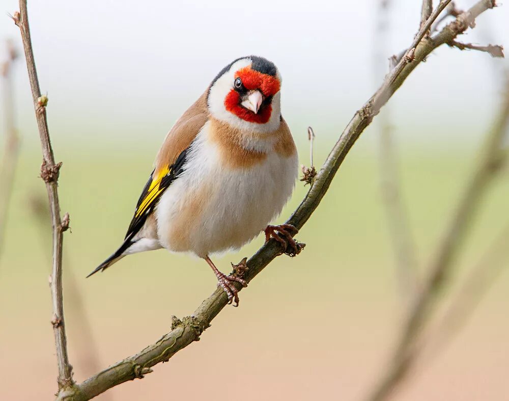 Щегол картинки. Черноголовый щегол. щегол (carduelis carduelis). черноголовый щегол птица. птица щегол птица щегол.