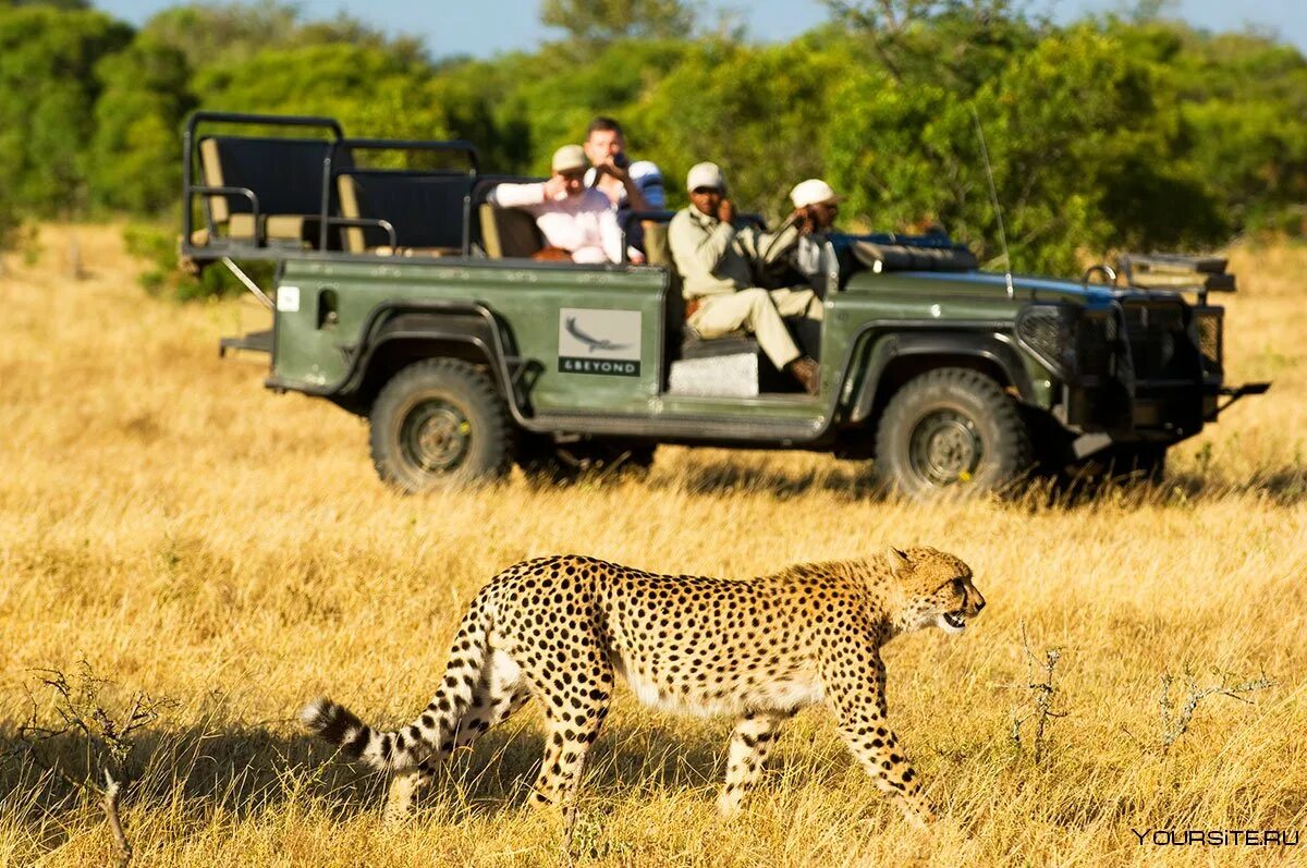 Africa safari. Сафари Крюгер парк. Серенгети сафари. ЮАР сафари. Сафари парк Африка.