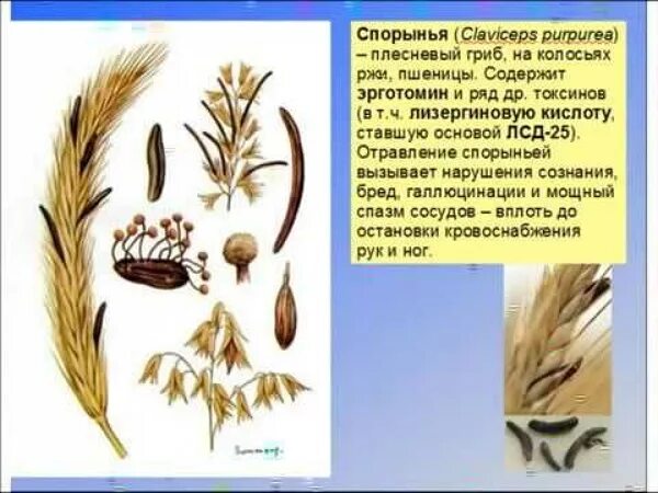 Спорынья (Claviceps purpurea Tulasne).. Спорынья (Claviceps). Спорынья злаков - Claviceps purpurea. Грибок на пшенице спорынья.