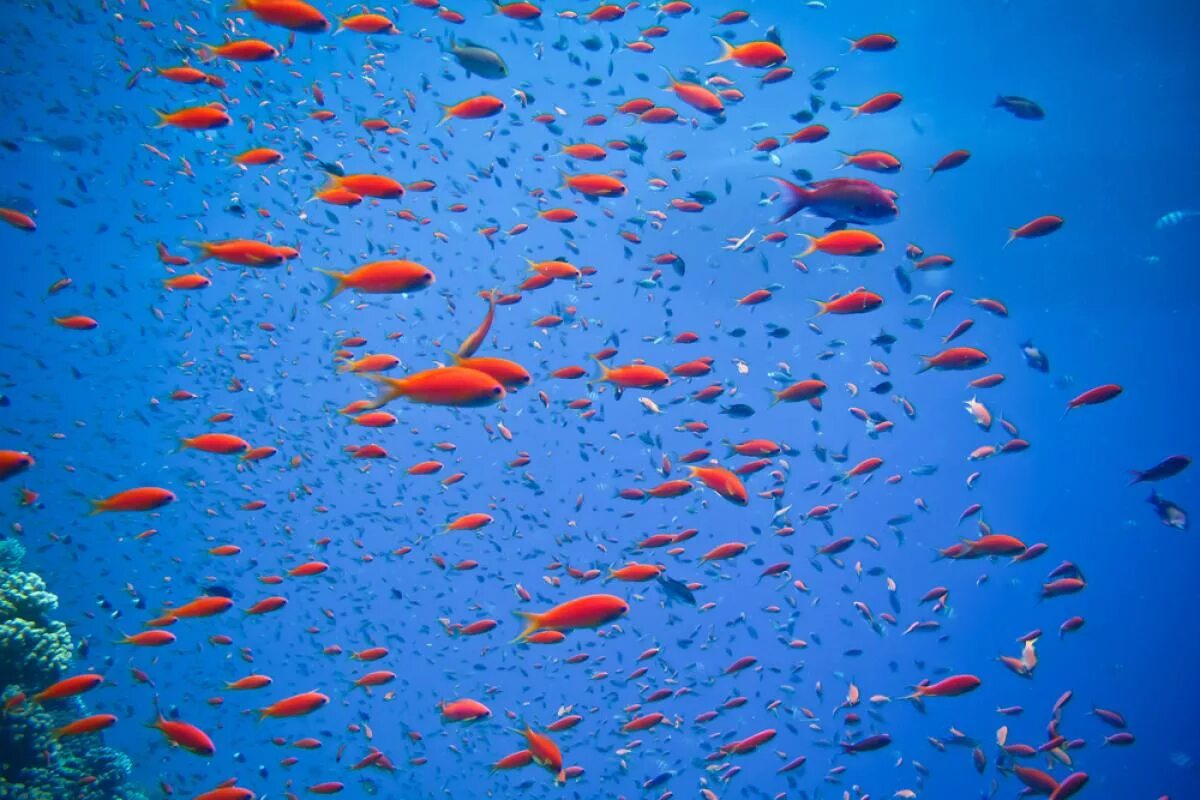 Много рыб плавают. Рыбы красного моря. Стая рыб. Рыбки в океане. Мелкая рыба в море.