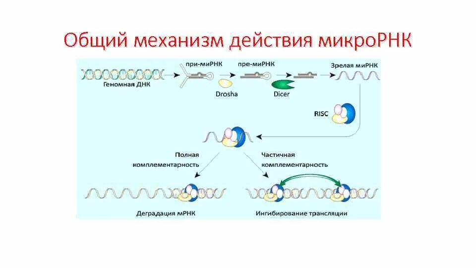 МИКРОРНК И МИРНК. Механизм действия МИКРОРНК. МИКРОРНК функции. Синтез и механизм регуляторного действия МИКРОРНК..