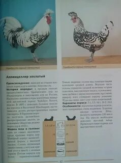 Куры пушкинские описание породы яйценоскость