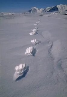 След росомахи