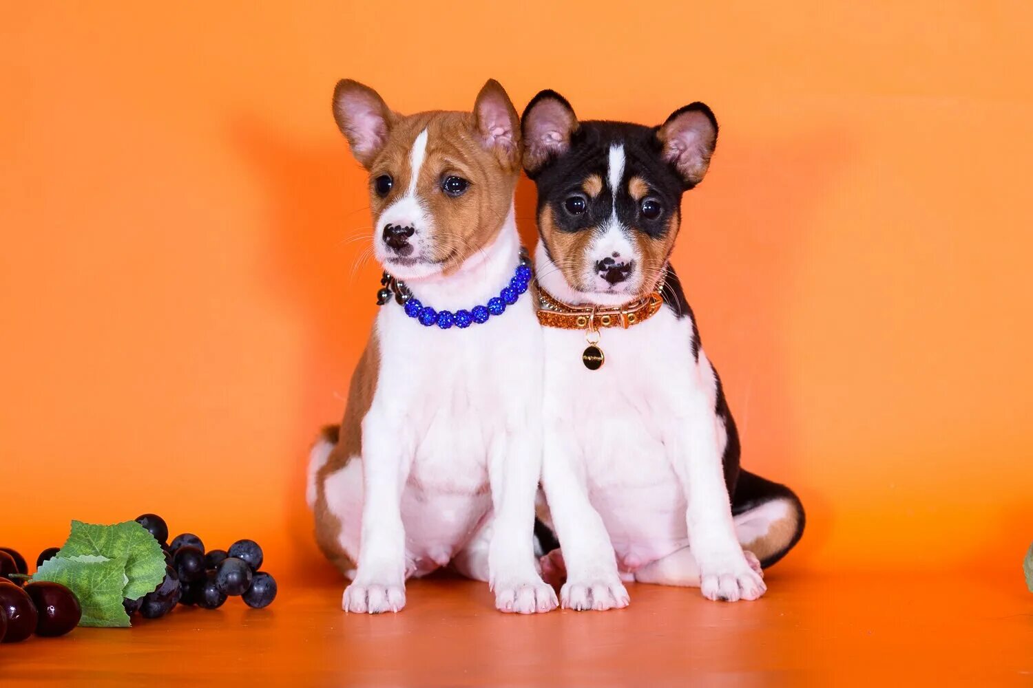Басенджи. Басенджи сфинкс. Басенджи питомник. Порода собак басенджи. Басенджи питомник.