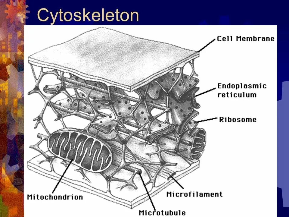 Строение цитоскелета клетки. Цитоскелет гистология. Цитоскелет (cytoskeleton). Строение цитоскелета рисунок.