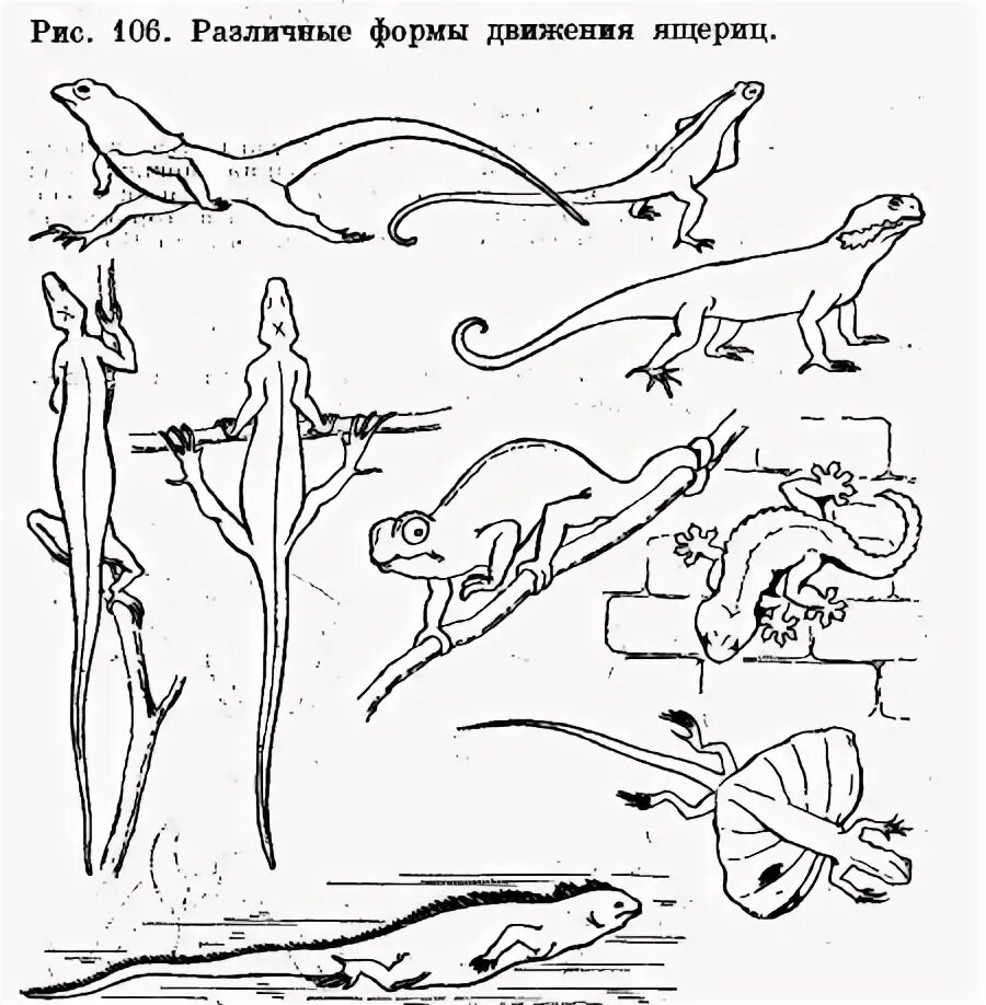 Как происходит размножение ящериц. Развитие ящерицы схема. Размножение ящериц схема. Ящерица в движении. Цикл развития ящерицы.